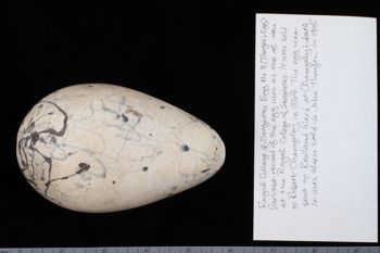 Media type: image;   Ornithology 359388 Description: Image of specimen label - front. label included with specimen. information from label transcribed into database.;